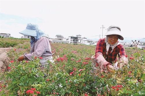 巍山 大力发展特色花卉种植助推乡村振兴